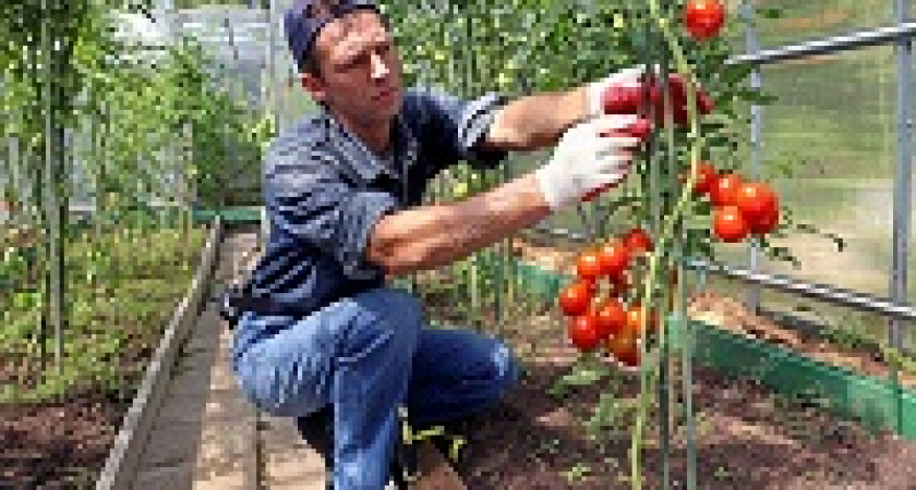 Дачников начали окучивать