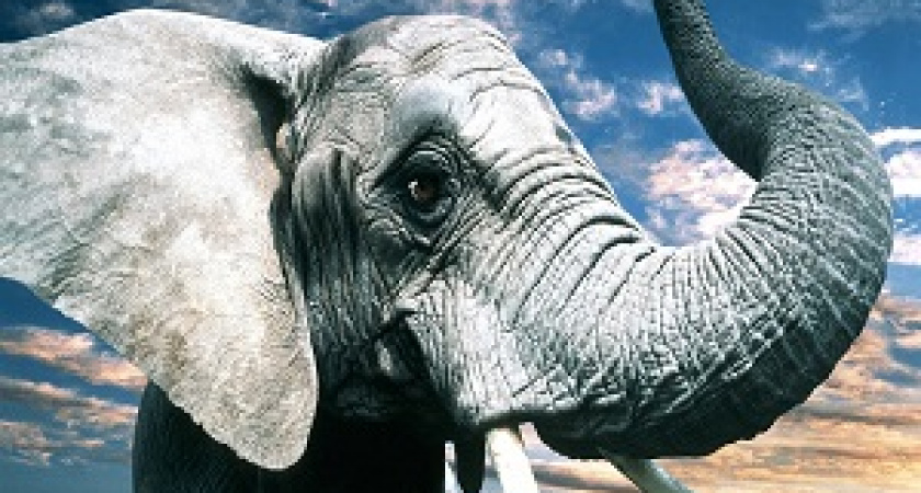 В Волжском из-за непогоды отменили шествие слонов