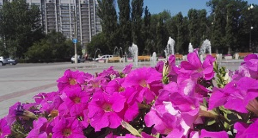 В Волгограде появится мавританский газон