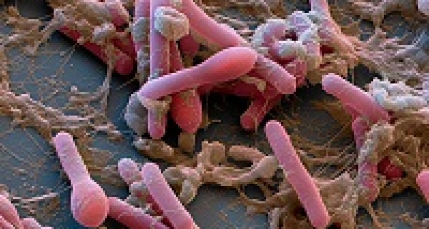 Волгоградцев предостерегают от ботулизма