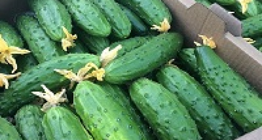 В регионе собрали первую тысячу тонн овощей открытого грунта