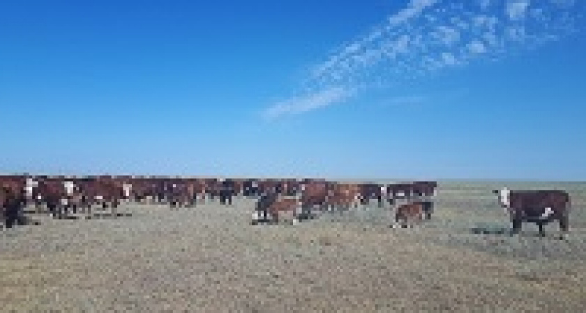 Волгоградские фермеры претендуют на региональную грантовую поддержку