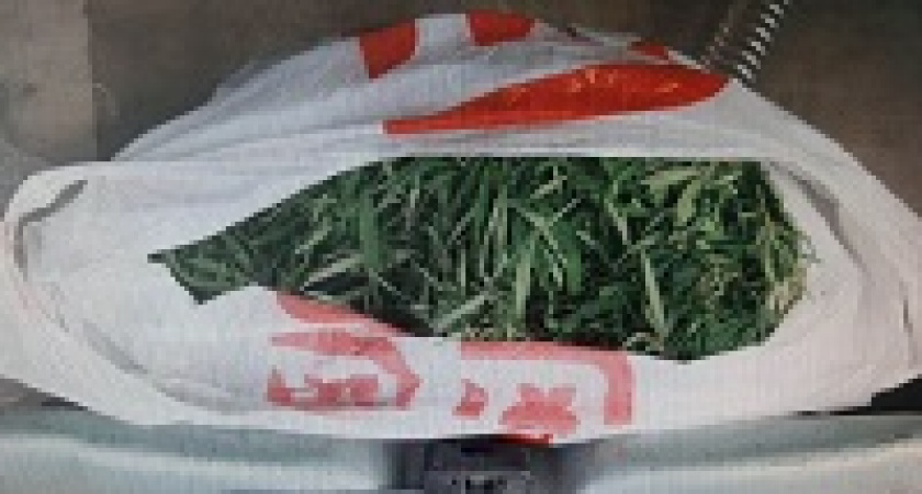 Волгоградца застали за сбором марихуаны