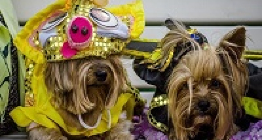 Волгоградцев приглашают на собачий карнавал