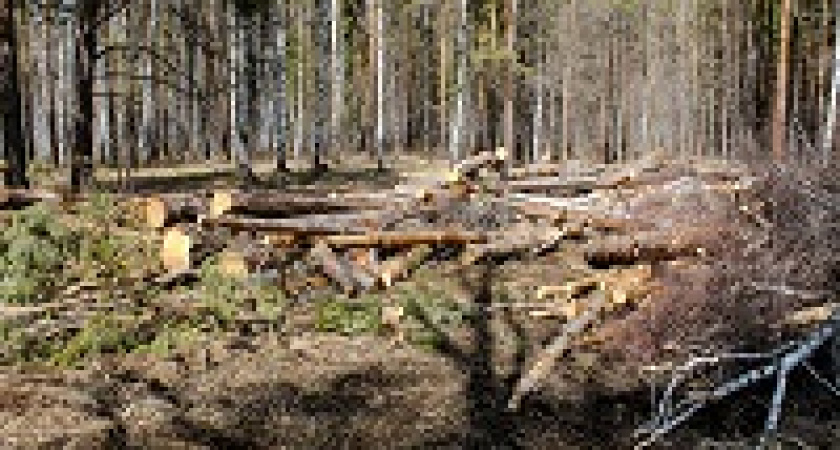 Минприроды допустил запрет на экспорт леса в Китай