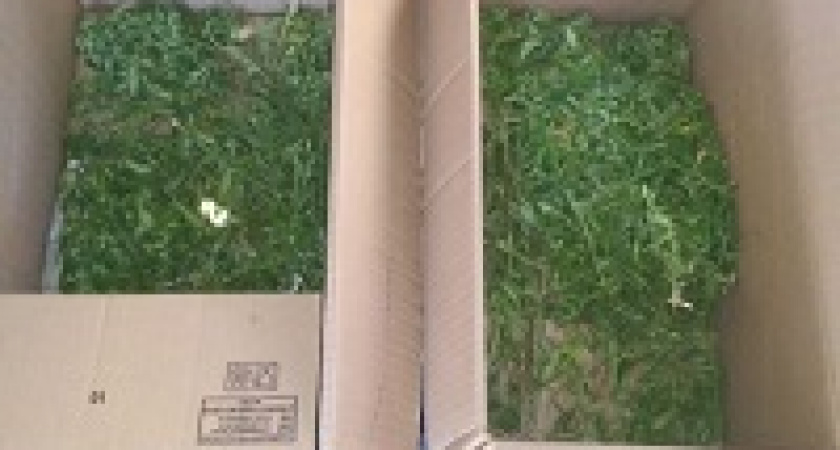 Под Волгоградом мужчину задержали за хранение конопли 