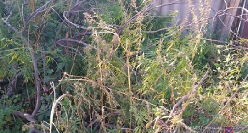 Под Волгоградом задержали мужчину с 1,5 кг марихуаны