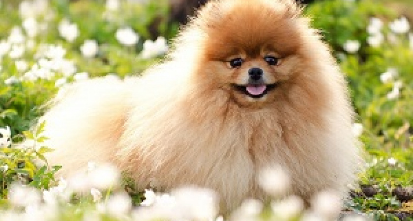 Камышанка «подарила» мошеннику 3 000 рублей за несуществующего шпица