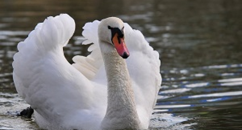 В Камышине сделают озеро для лебедей за 1,4 млн рублей