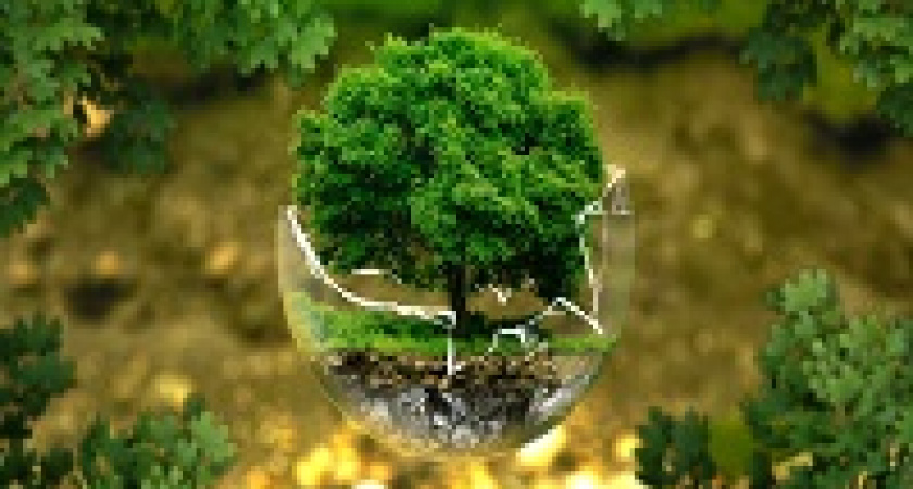 «Сдай макулатуру — спаси дерево» снова в Волгограде