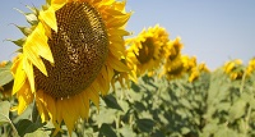 Волгоградская область побила рекорд по сбору семечек