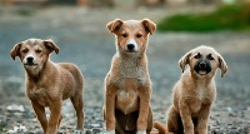 Волгоградец идет под суд за махинации с бюджетными средствами 