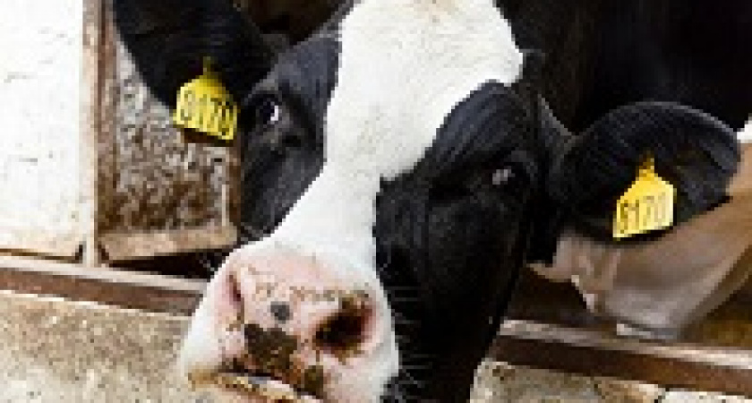 В России собираются вводить обязательную маркировку животных