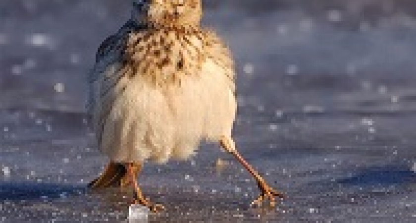 Волгоградцы борются с гололедом и туманом