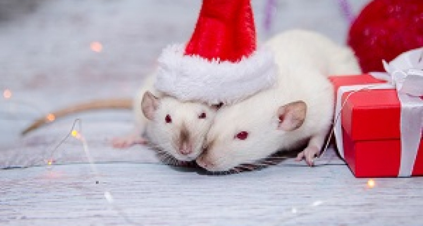 В чем встречать год Крысы?