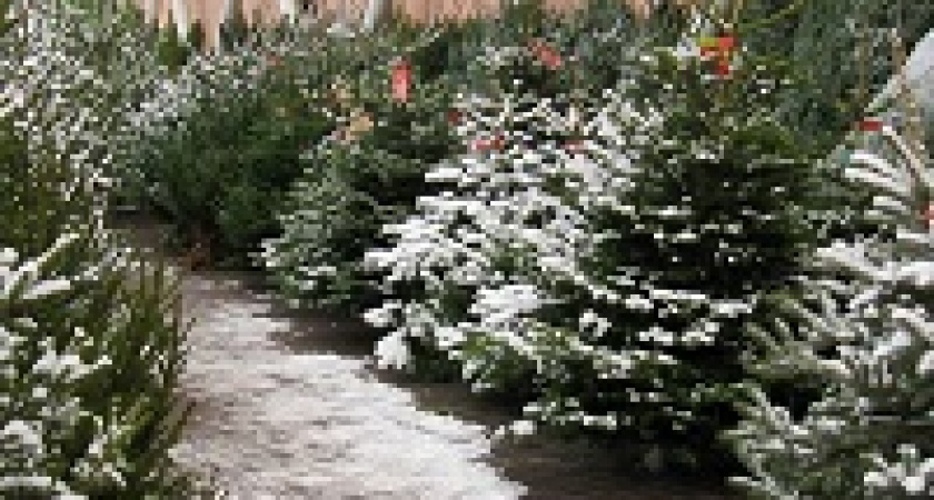 Стали известны места ёлочных базаров в Волгограде