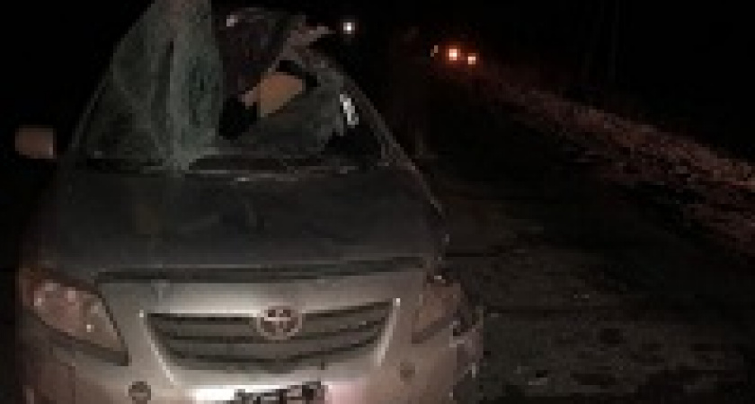 Под Волгоградом сбитый лось проломил крышу машины