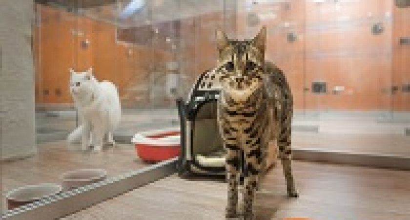 В Волгограде открылся отель для домашних животных