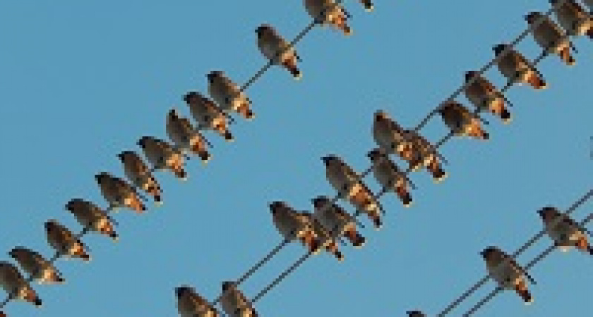 В Волгограде стартовал «Марафон помощи птицам»