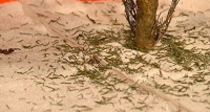 Вторая жизнь для ёлки