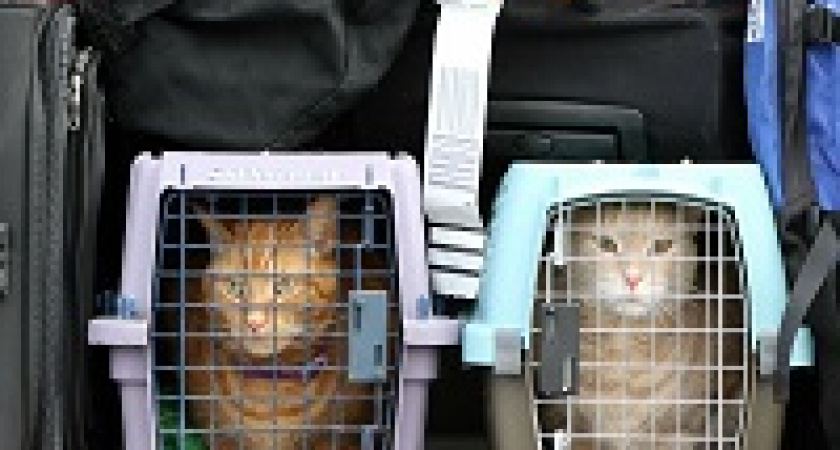 За котов, погибших в багажном отделении самолёта, заплатят компенсацию