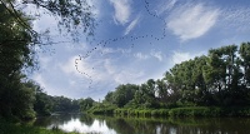 В Волгоградской области пройдёт акция «Лес Победы»