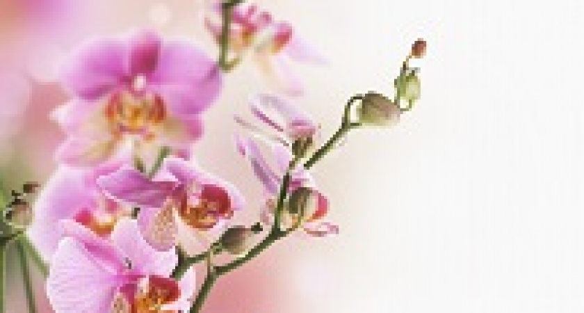 В Волгограде пройдут творческие мероприятия к 8 марта