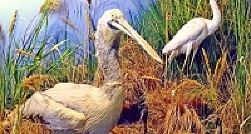 В Волгограде проходит конкурс рисованной открытки