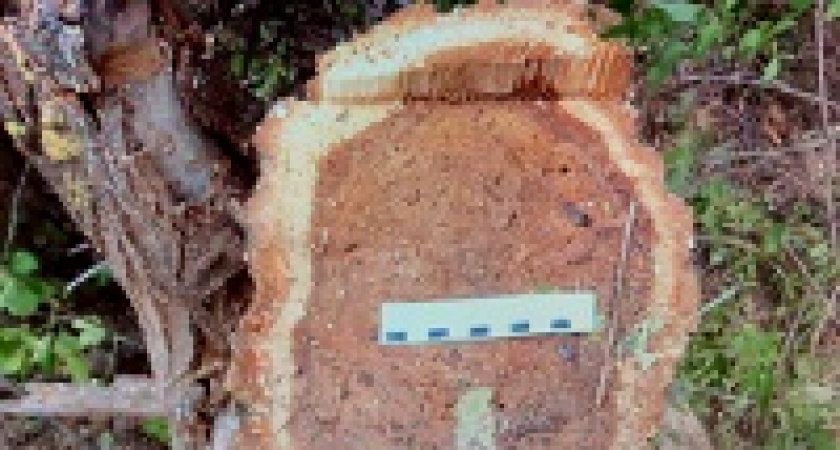 Под Волгоградом мужчина незаконно спилил 78 деревьев