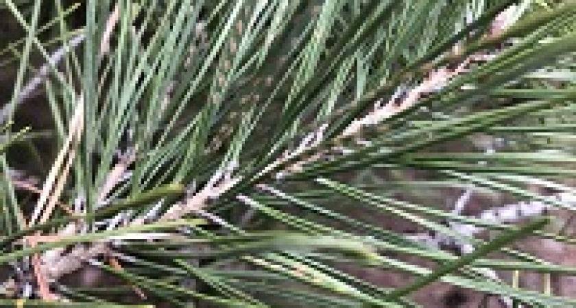 Под Волгоградом провели учёты насекомых-вредителей