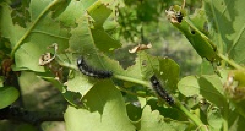 В Волгоградской области выявили новый вид вредителя