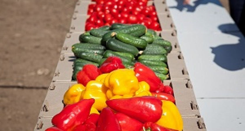 На полях региона собрано уже более 7 тыс. т овощей