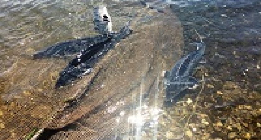 Водоёмы Волгоградской области наполняют рыбами