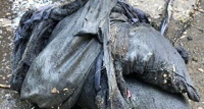 Волгоградцев просят не выбрасывать арбузные корки в унитаз