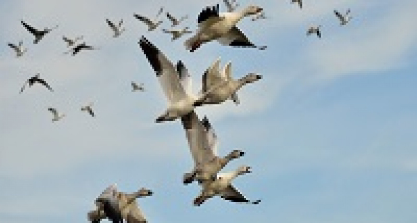 В Волгоградской области открывается сезон охоты на птиц