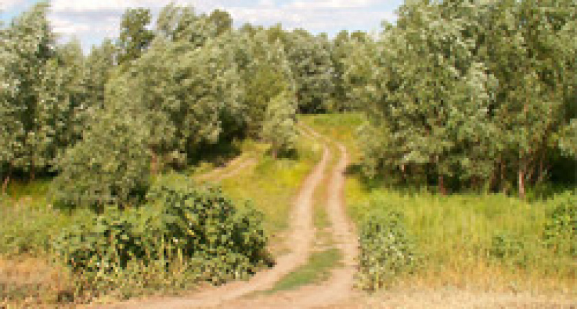 Леса под защитой