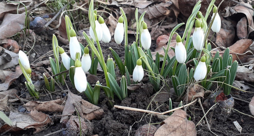 Весна пришла: в Волгоградском ботаническом саду расцвели первые подснежники
