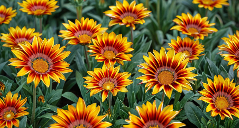 Многолетник цветет все лето без перерыва: будете любоваться до самых холодов