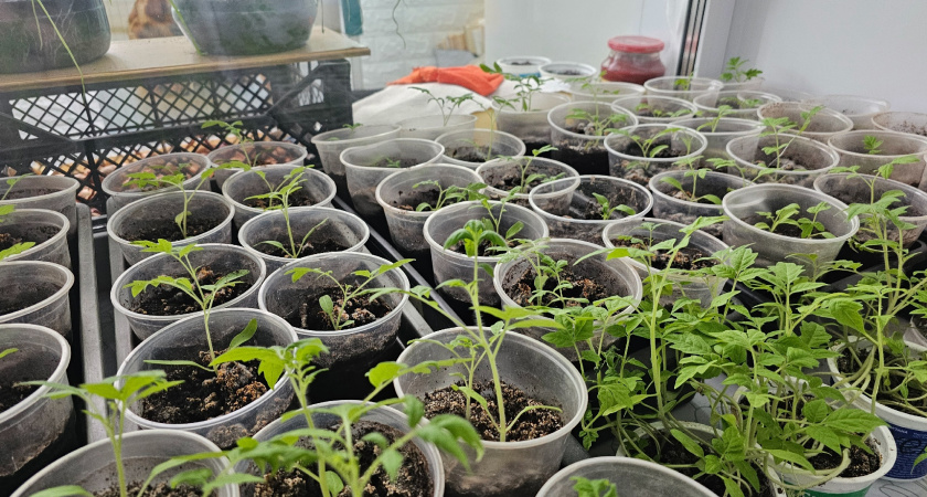 Чем подкормить помидоры весной, чтобы кусты тронулись в рост