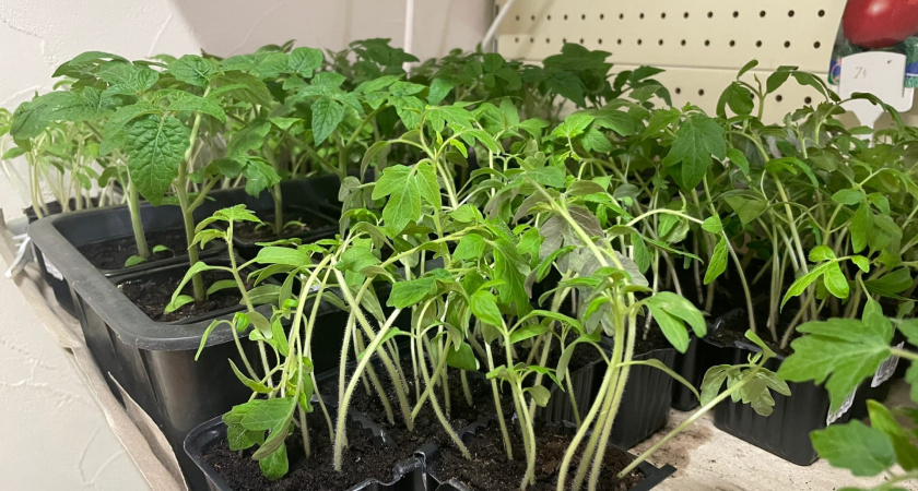 Для защиты рассады от «чёрной ножки» можно использовать натуральные средства