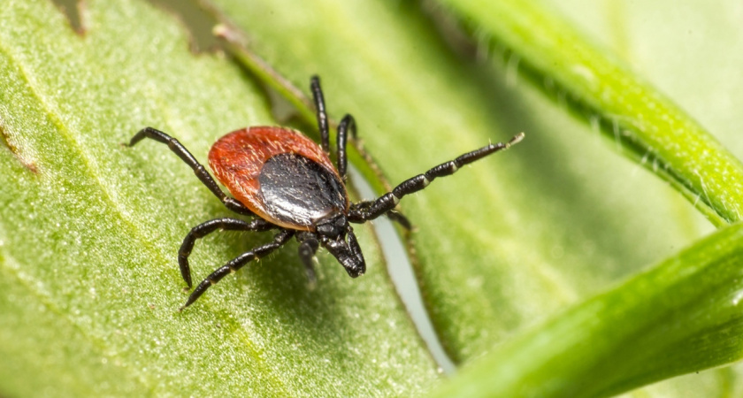 Какой запах ненавидят клещи