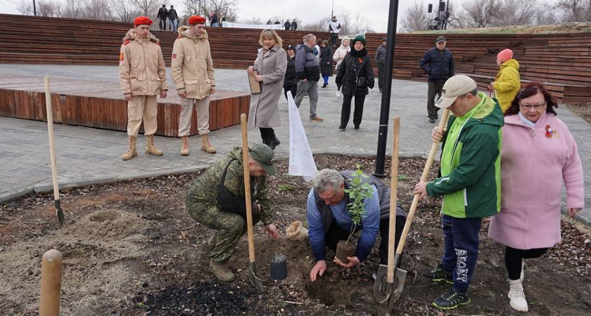 Волгоградцы прикоснулись к истории: клон легендарного Сталинградского тополя высадили в Калаче-на-Дону