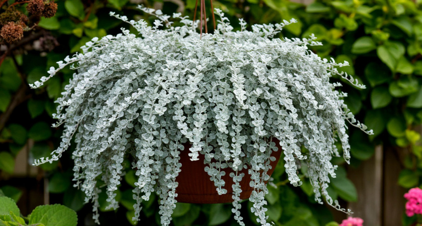 Эффектные и неприхотливые многолетники, которые экономят бюджет