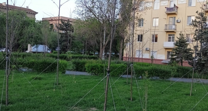 Волгоград вновь обсуждает озеленение — на площади Ленина засыхают недавно высаженные деревья