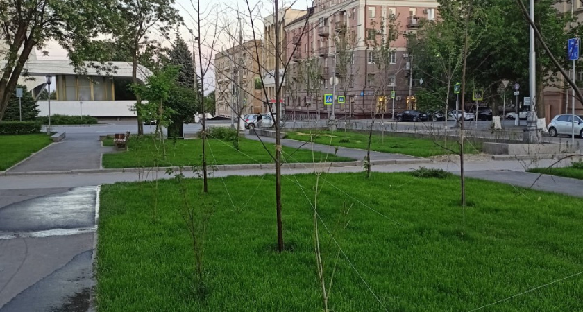 Волгоградцы обсуждают засохшие деревья на площади Ленина: в мэрии говорят — адаптируются