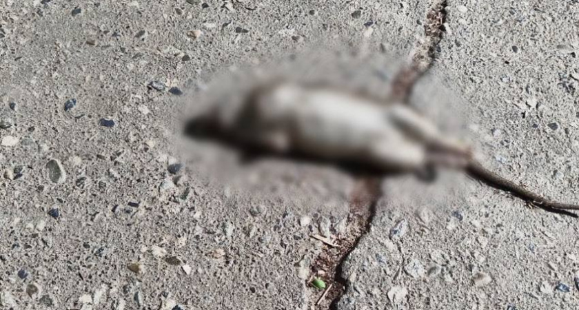 В Волгограде крыс стало больше — жители Красноармейского района жалуются на нашествие