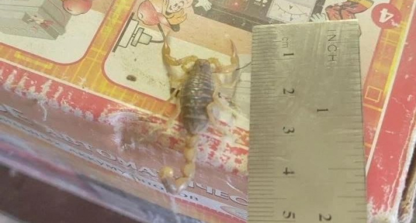 В Волгоградской области заметили краснокнижного скорпиона — местные удивлены, а биологи просят не паниковать