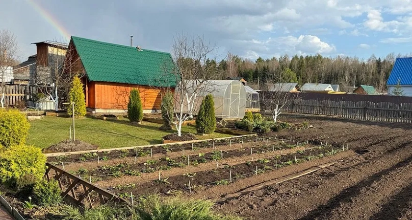 1 миска крупы вместо целой тачки навоза: разбрасываем по всему участку - земля станет легче пуха и приятнее шелка
