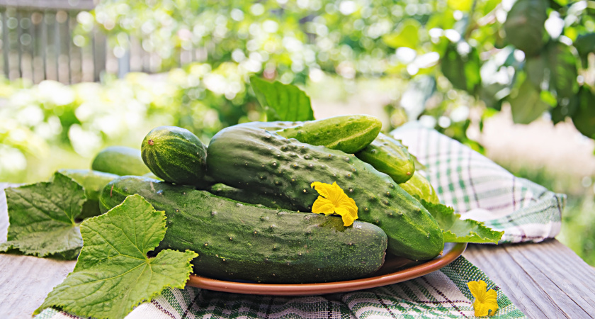 Отучил тещу поливать огурцы утром — теперь она снимает 35 кг с грядки и ни одного горького зеленца: секретов больше нет