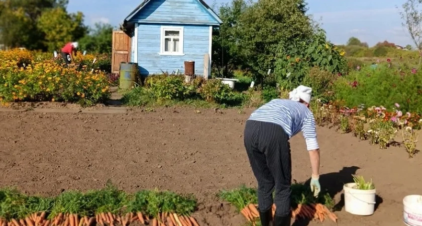 Бабушка из деревни подсказала, как убрать едкий запах в уличном туалете: через 48 часов я был приятно удивлён